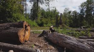 Best Storm Damage Tree Cleanup  in Taft, CA